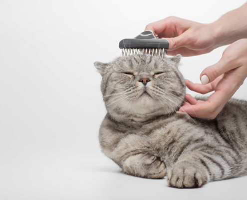 Come scegliere la spazzola giusta per il tuo gatto