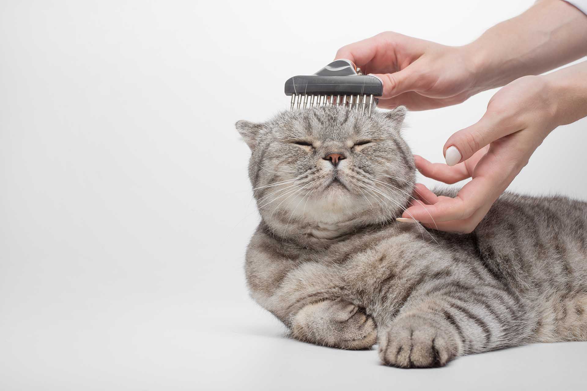 Come scegliere la spazzola giusta per il tuo gatto