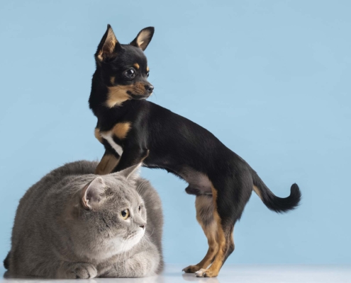 Vivi in casa con un cane e un gatto? Allora è necessario proteggere i cani e i gatti che convivono con i migliori antiparassitari.